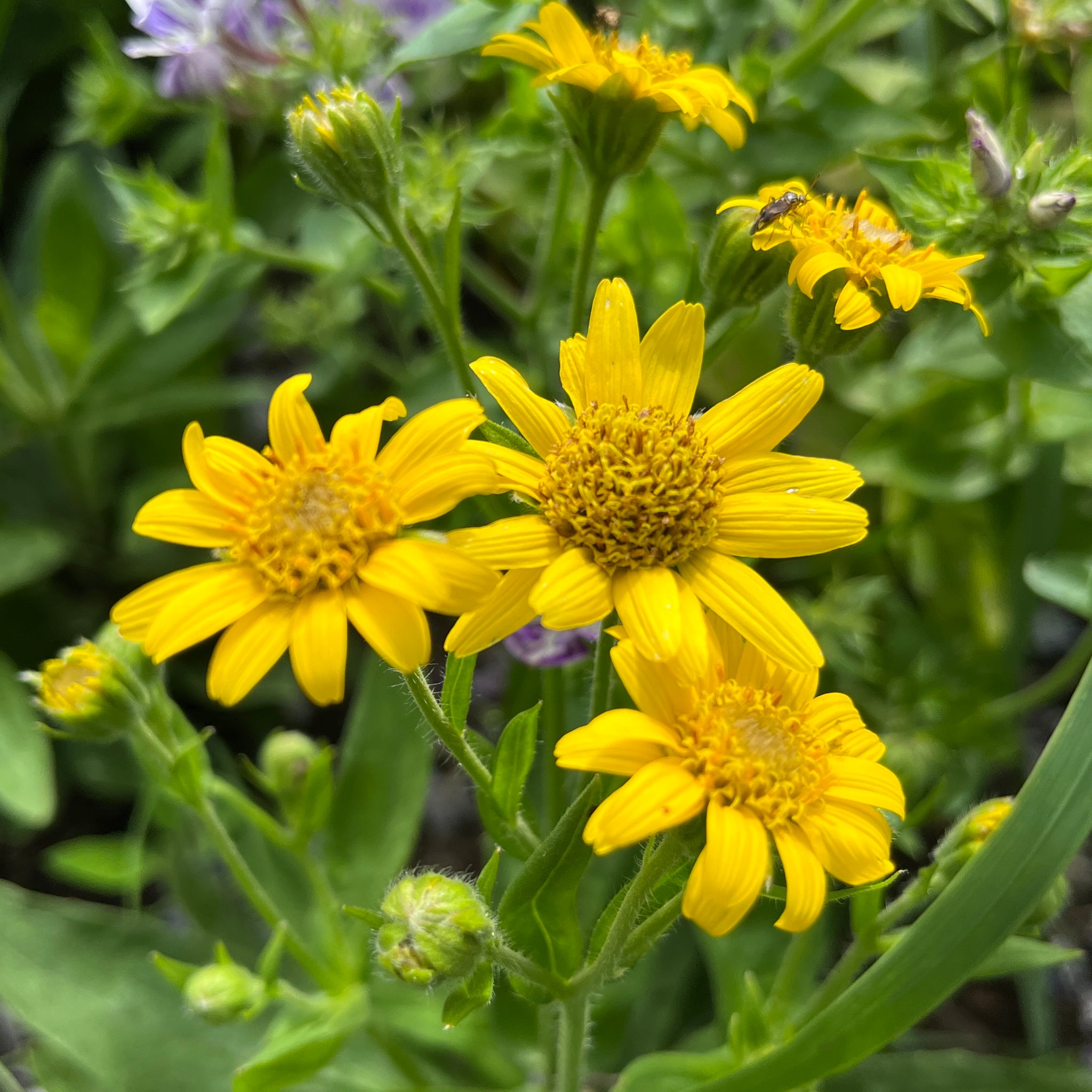 arnica plant seeds Meadow Arnica – Revival Seeds
