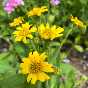 Meadow Arnica