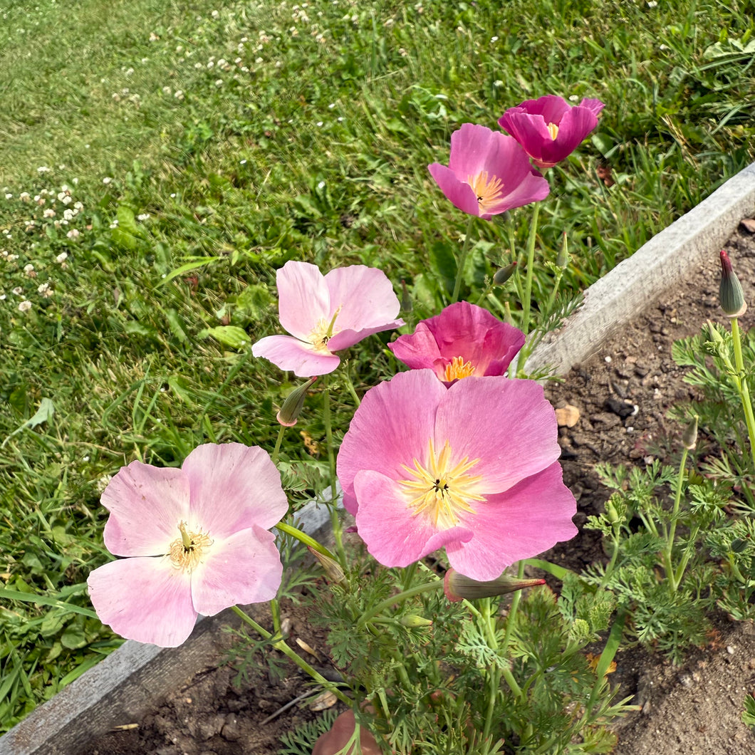 Auntie Kim’s Purple Gleam Poppy