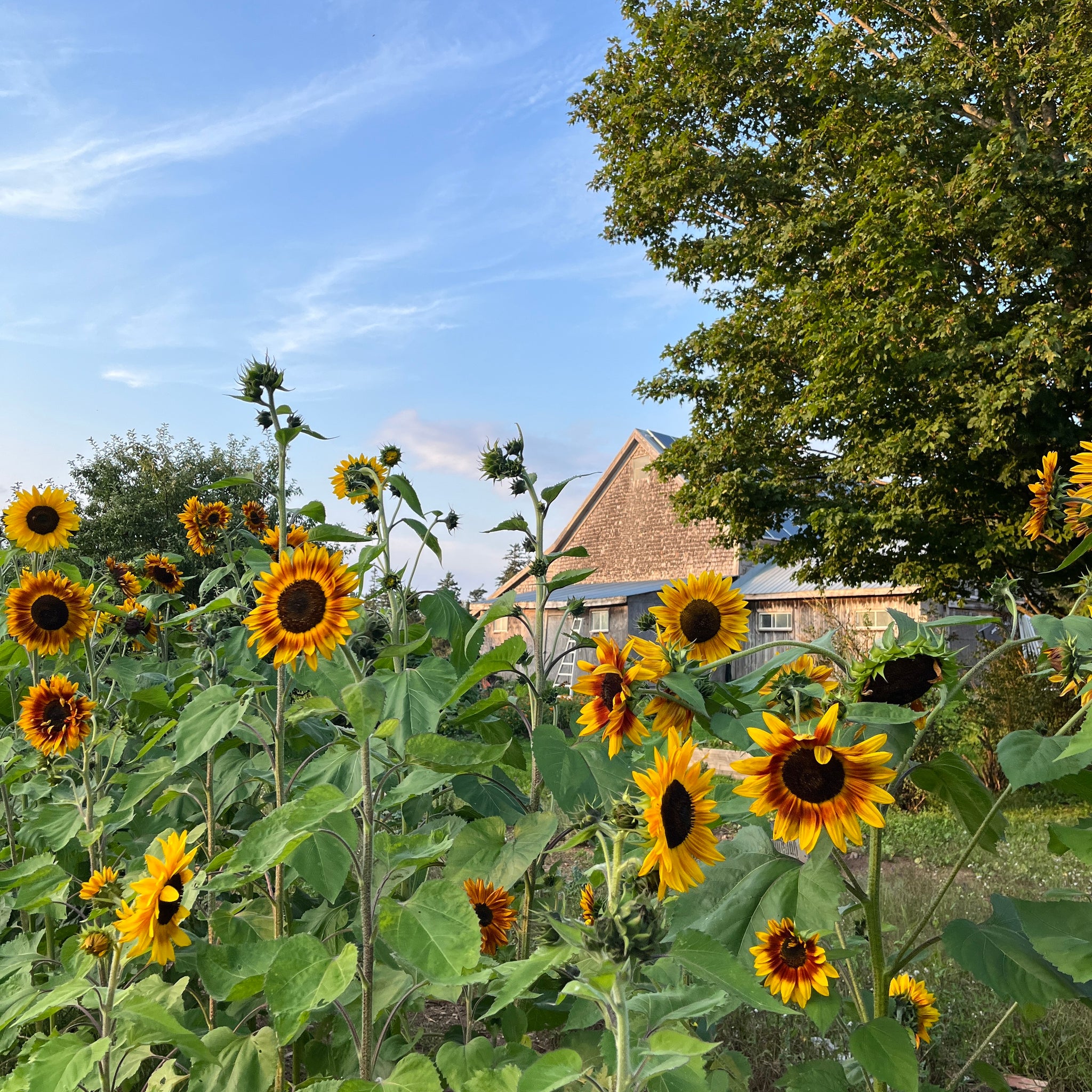 planting autumn beauty sunflower seeds Autumn Beauty Sunflower – Revival Seeds