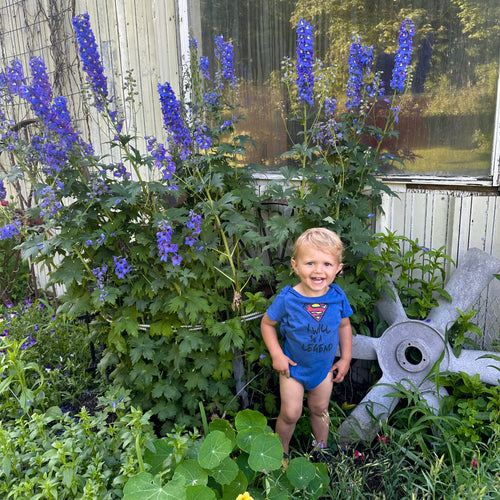 Baba's Blue Delphinium