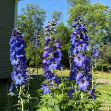 Baba's Blue Delphinium