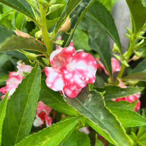 peppermint stick succulent Balsam Peppermint Stick Plant – Revival Seeds