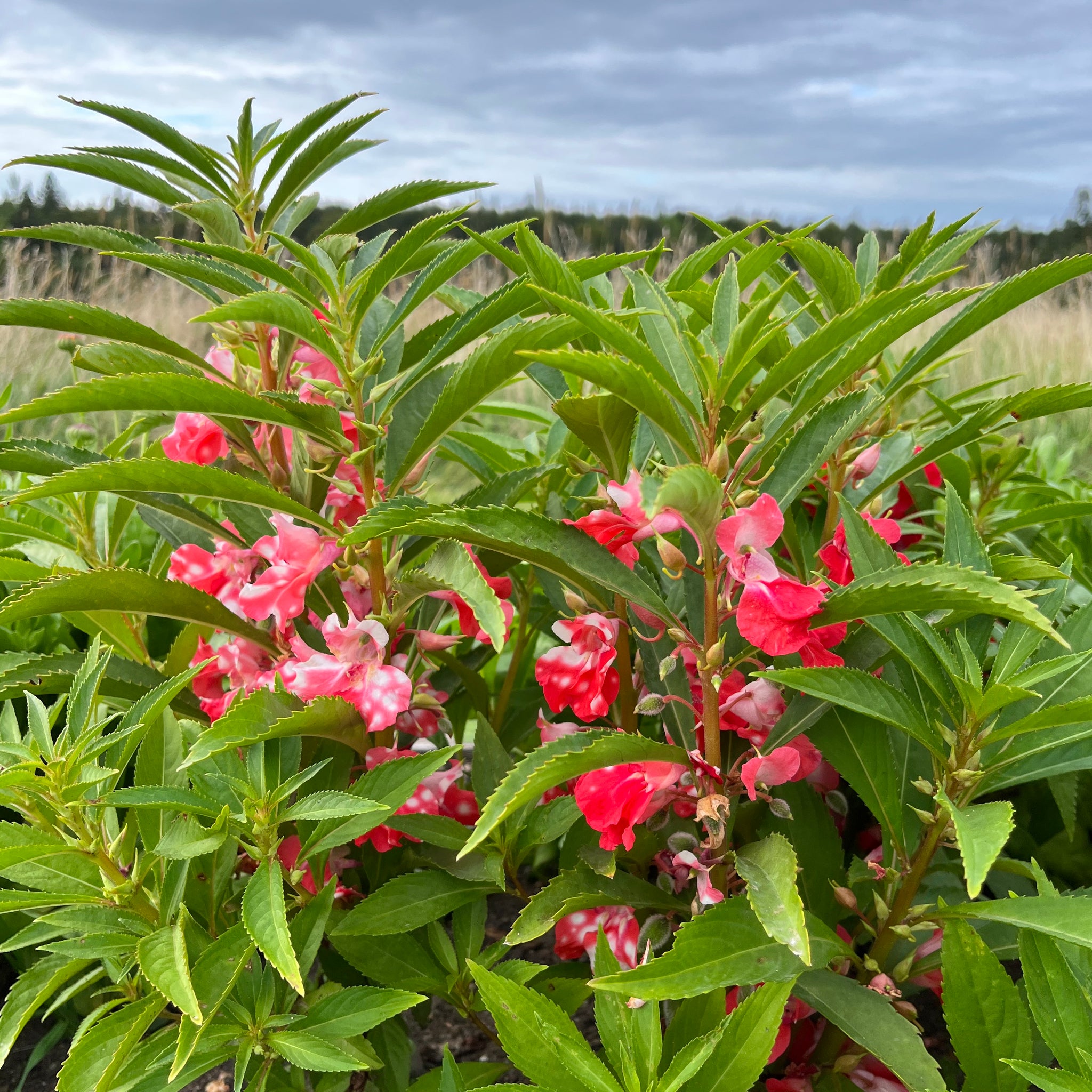 peppermint stick succulent Balsam Peppermint Stick Plant – Revival Seeds