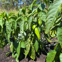 Beaver Dam Hot Pepper