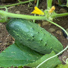 Belarusian Pickling Cucumber