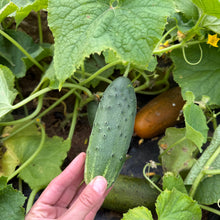 Belarusian Pickling Cucumber