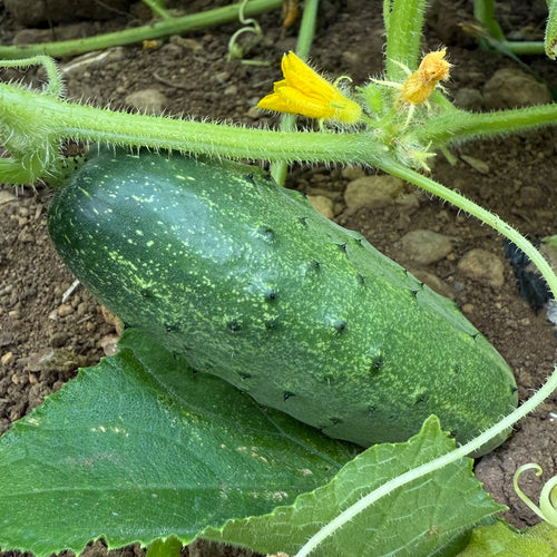 Belarusian Pickling Cucumber