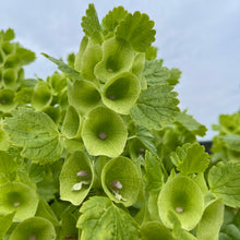 Bells of Ireland