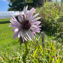 Berkheya