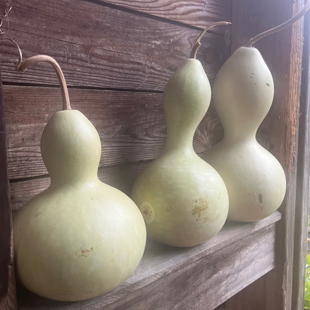 Birdhouse Gourd
