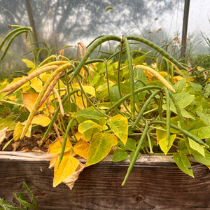 Biwa Sitter Cowpea Bush Bean