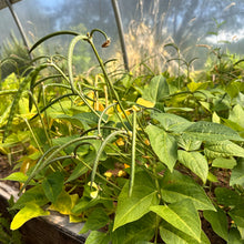 Biwa Sitter Cowpea Bush Bean