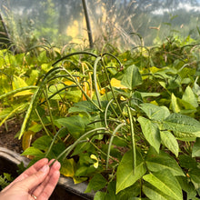 Biwa Sitter Cowpea Bush Bean