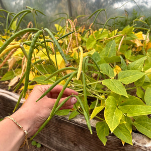 Biwa Sitter Cowpea Bush Bean