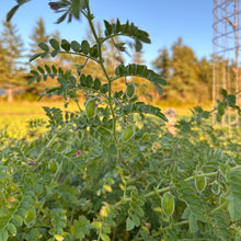 Black Kabouli Chickpea