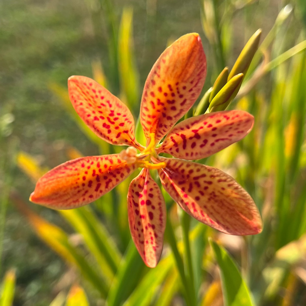 Blackberry Lily
