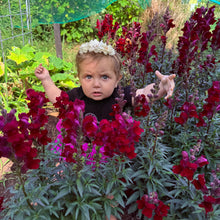 Black Prince Snapdragon