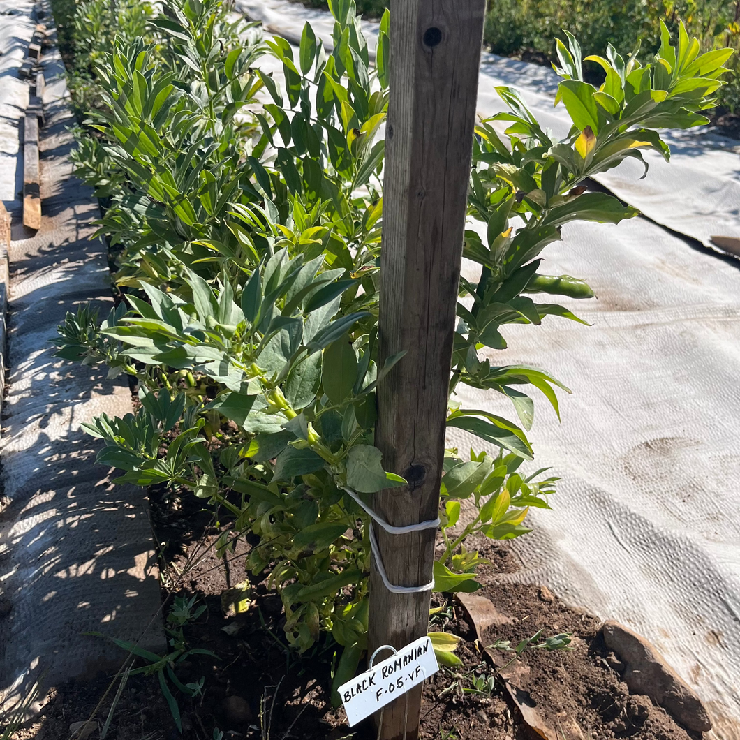 Black Romanian Fava Bean