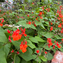 Black Coat Runner Bean