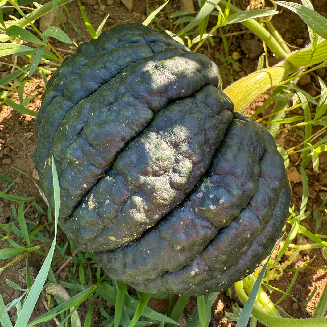 Black Futsu Squash