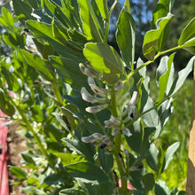 Black Romanian Fava Bean