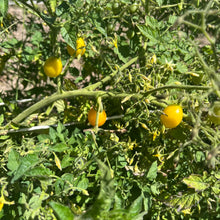 Blondkopfchen Cherry Tomato