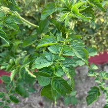 Blondkopfchen Cherry Tomato
