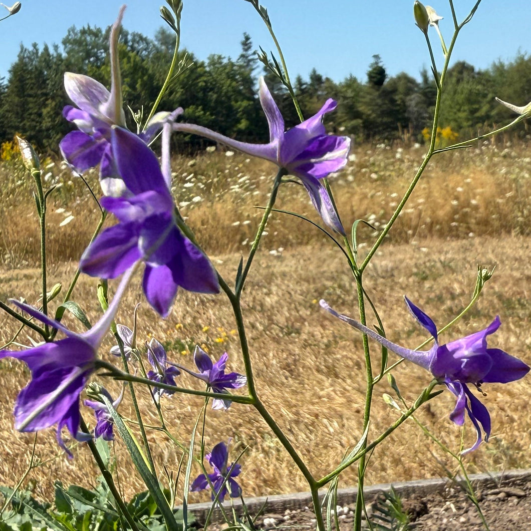 Blue Cloud Larkspur