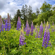 Marine Blue Lupin