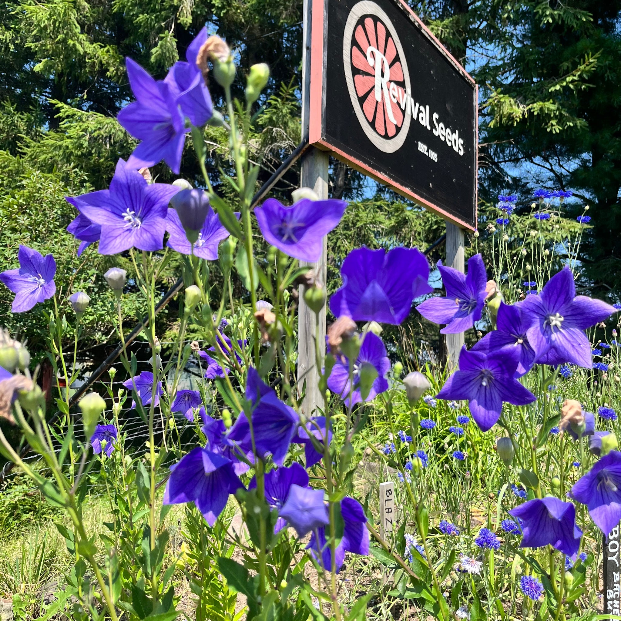 Blue Balloon Flower – Revival Seeds Blue Balloon Flower – Revival Seeds