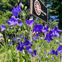 Blue Balloon Flower