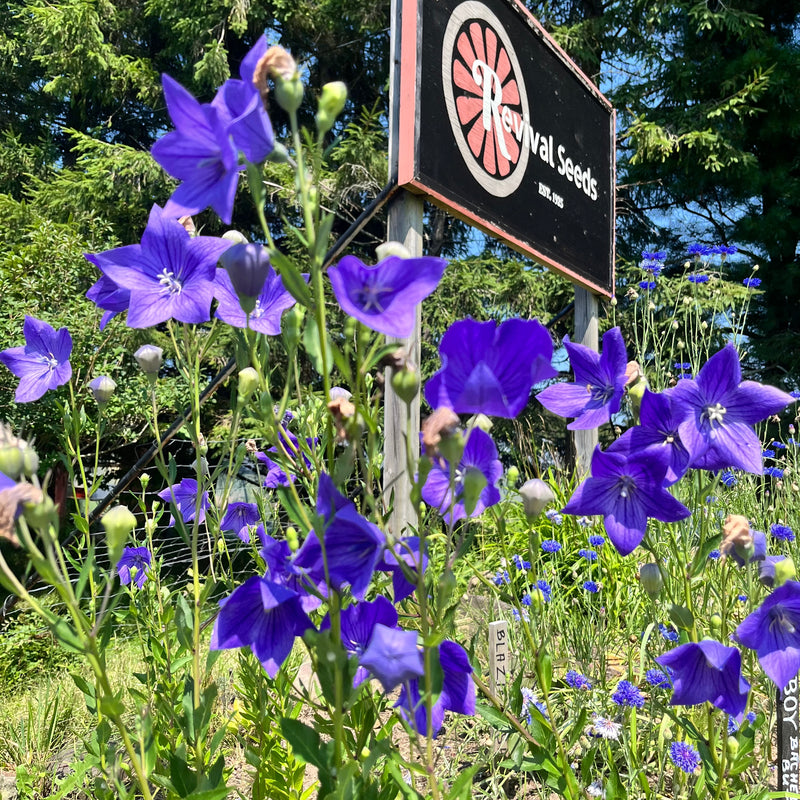 Blue_Balloon_Flower_800x.heic?
