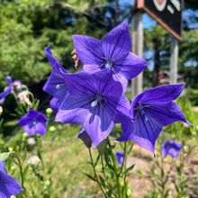 Blue Balloon Flower