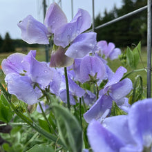 Blue Celeste Sweet Pea