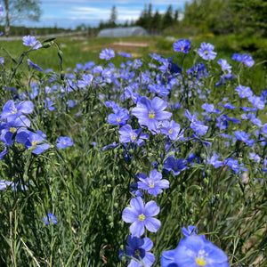 Blue Flax Flower