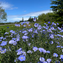 Blue Flax Flower