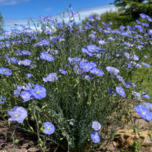 Blue Flax Flower