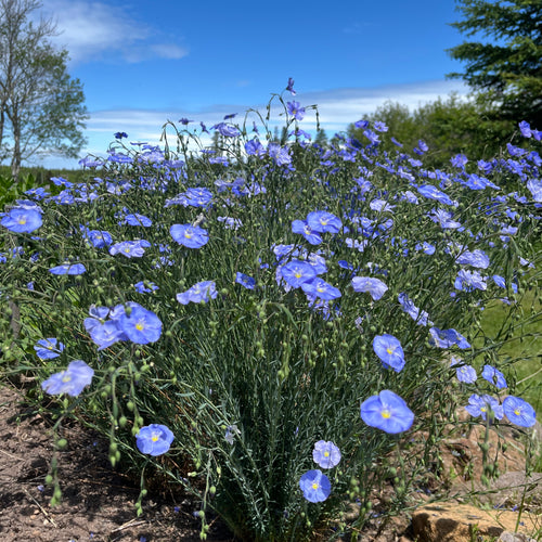 Blue Flax Flower