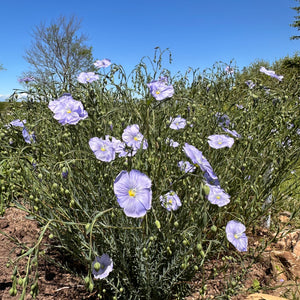 Blue Flax Flower