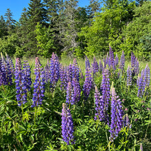 Marine Blue Lupin