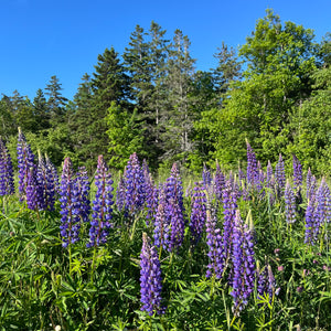 Marine Blue Lupin