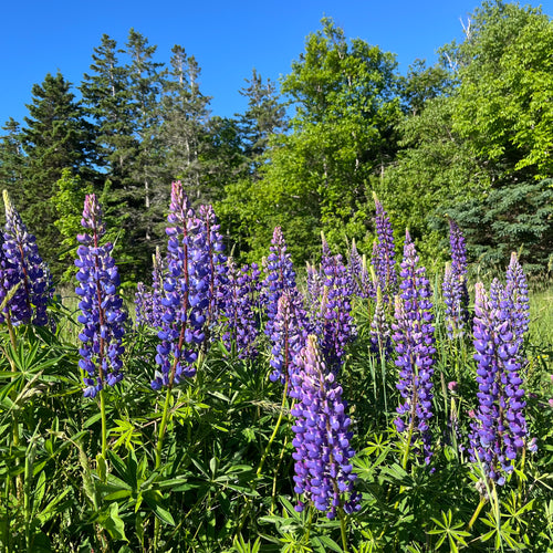 Marine Blue Lupin