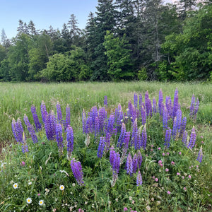 Marine Blue Lupin