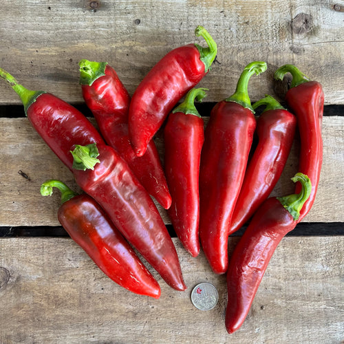 Boldog Paprika Sweet Pepper