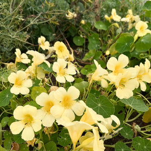 Boo Radley Nasturtium