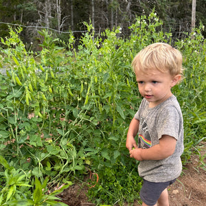 British Wonder Pea