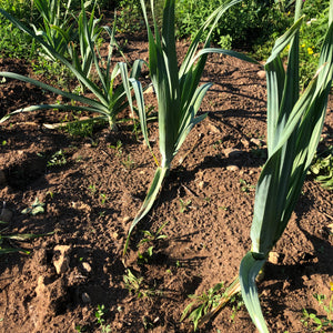 Broad London Leek