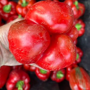 Bull Nose Pepper