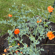 Burnt Orange Horned Poppy